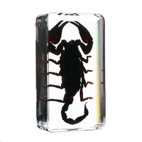 Clair Acrylique Lucite Insecte Specimen Araignée Noir Longhorn Beetle Scorpions Craft Science Jouet