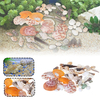 Décorations de coquilles de conque naturelles