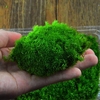 Diy mirco paysage plante mousse bouteille sauvage leucobryum bowringii en verre naturel décorations
