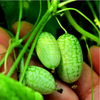 Egore 10Pcs Super Mini Pastèque Graines Pouce Pastèque Délicieux Graines de Fruits