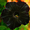 Egout 100Pcs Graines de Pétunia Rare Graines de Fleurs Bonsai Bonsai Petunia Annuel