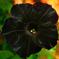 Egout 100Pcs Graines de Pétunia Rare Graines de Fleurs Bonsai Bonsai Petunia Annuel