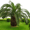 Egrow 1 PC / Pack Cycas Graines Cycas Usine Bonsa En Pot De Fleur Flores Pour DIY Maison Jardin Ménage
