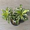 Egrow 1 Pcs Rose Graines Tha lande Rare Greffé Désert Rose Du Rose Panaché Feuilles Siam Maison Jardin Fleurs Adenium Ob