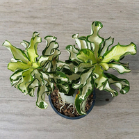 Egrow 1 Pcs Rose Graines Tha lande Rare Greffé Désert Rose Du Rose Panaché Feuilles Siam Maison Jardin Fleurs Adenium Ob