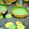 Egrow 10 Pcs / Pac Graines De Lotus Feuille De Lotus Bonsa Géant Fleur De Nénuphar Pour La Maison Jardin Fleur