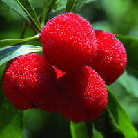 Egrow 10 Pcs / Pack Arbutus Graines Délicieux Doux Sour Chinois Graines De Fruits Ferme Jardin Plantes Graine Darbr