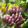 Egrow 10 Pcs / Pack Banana Seeds Itinerans Birman Tree for Home Garden Plant