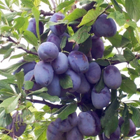 Egrow 10 Pcs / Pack Black Brin Graines De Fruits Prune Prune Arbre Bonsa Plantes Jardin Plantation