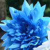 Egrow 10 Pcs / Pack Bleu Dah lia Graines Jardinage Vivace Pinnata Bonsa Plante Graines De Fleurs