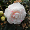 Egrow 10 Pcs / Pack Camellia Fleurs Graines Plantes En Pot Maison Décorations De Jardin Graines De Fleurs