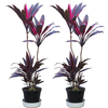 Egrow 10 Pcs / Pack Cordyline terminalis graines Bonsai Fruticosa fleur pour Maison Jardin plante