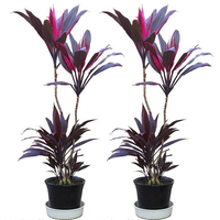 Egrow 10 Pcs / Pack Cordyline terminalis graines Bonsai Fruticosa fleur pour Maison Jardin plante