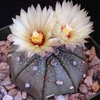 Egrow 10 Pcs / Pack Eriosyce Senilis Cactus Graines Jardin Bonsa Succulentes Graines De Fleurs