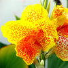 Egrow 10 Pcs / Pack Graines Canna Plantes Intérieur Pot Externe Semences De Fleurs Maison Jardin Cour Bonsa 