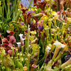 Egrow 10 Pcs / Pack Graines Carnivores Forme De Trompette Sarracenia Fleur Bonsa pour Jardin Maison Plante