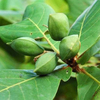 Egrow 10 Pcs / Pack Graines Dabricot Terminalia Bonsai Catalpa Arbre pour Jardin Maison Plante
