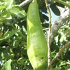 Egrow 10 Pcs / Pack Graines Davocat Greffé Fruits Tropicaux Long Cou Arbre pour Maison Jardin Plante