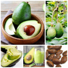 Egrow 10 Pcs / Pack Graines Davocat Persea Americana Mill Poire Graine DIY Salade De Fruits Sains