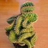 Egrow 10 PCS / Pack Graines De Cactus Rebutia Variété Floraison Couleur Cactus Rare Cactus Jardin Bureau Mini Plante Suc