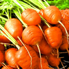 Egrow 10 Pcs / Pack Graines De Carotte Daucus Fruit Organique Roune Bébé Carottes Pour La Maison Jardin Plante