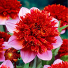 Egrow 10 Pcs / Pack Graines De Dahlia Bulbes Dahlia Bulbes Exotiques Plantes Rares Bonsa Vivaces Jardin De Bulbes