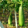 Egrow 10 Pcs / Pack Graines de Luffa Gourde Luffa de Légumes pour Plante de Jardin Domestique