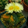 Egrow 10 Pcs / Pack Jaune Cactus Graines Mini Vert Succulentes Bonsa Plantes Graines