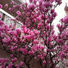 Egrow 10 Pcs / Pack Magnolia Graines Jardin Lumière Graines Darbres Parfumés Plantes Ornementales
