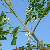 Egrow 10 Pcs / Pack Moringa Graines Jardin Plantes Graines Jardin Décoration
