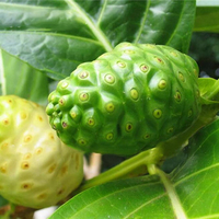 Egrow 10 Pcs / Pack NONI Morinda Citrifolia Arbre Graines Rare Jardin Fruits Arbre Plantes Graines