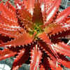 Egrow 10 Pcs / Pack Red Aloe Seeds Succulent Bonsai Flower Plants for Garden Countyard Planting