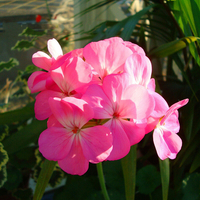 Egrow 10 Pcs / Pack Rose Geranium Graines Pelargonium Hortorum Bonsai Fleur pour Maison Jardin Plante