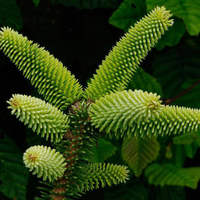 Egrow 10 Pcs / Pack Spanishfir Graines Abies Pinsapo Arbre pour Jardin Maison Plante