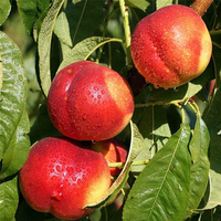 Egrow 10 Pcs / Pack Sweet Peach Graine Jardinage Dwawf Pêche Arbre Bonsa Fruit Peach Graines Plantes