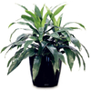 Egrow 10 Pcs / Paquet Graines De Dracaena Sago Cycas Bonsa Balcon En Pot Dracaena Pour La Maison Et Le Jardin Décoartio