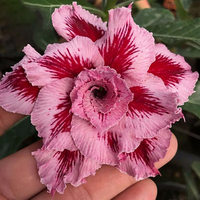 Egrow 10 Pcs / Sac Adenium Graines Géant Deux-couleurs Adenium Rose Rouge Jardin Fleurs Graines Bonsa Graines Double 7-