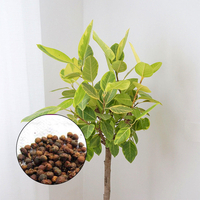 Egrow 10 Pcs / Sac Banyan Tree Graines Riche Plant De Banyan Intérieur Bonsa Arbre Jardin En Pot Graines De Plantes
