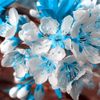 Egrow 10 Pcs / Sac Bleu Graines De Cerise Bleu Sky Mini Jardin De Cerisier Bonsa Sakura Flores Belles Plantes Ornementa