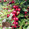 Egrow 10 Pcs / Sac Graines De Cerises Rosaceae Cerisier À Prunes Arbustes Prunus Cerasifera Bonsa Plantes Ornementales
