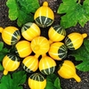 Egrow 10 Pcs / Sac Graines De Citrouille NON-GMO Comestible Rare Chinois Arc-En-Plante Légumes Fruits Graines Herb Mini