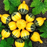 Egrow 10 Pcs / Sac Graines De Citrouille NON-GMO Comestible Rare Chinois Arc-En-Plante Légumes Fruits Graines Herb Mini