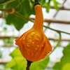 Egrow 10 Pcs / Sac Graines De Citrouille NON-GMO comestibles BRICOLAGE Maison Jardin Bonsa Graines De Citrouille Balcon