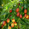 Egrow 10 Pcs / Sac Jujube Graines Real Exotique Fruits Jujube Graines Bonsa Naturel Sain Délicieux Organique Belle Faci