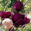 Egrow 10 Pcs / Sac Magnolia Graines Deep Purple Noir Magnolia Yulan Arbre Fleur Tulip Tree Graines