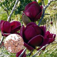 Egrow 10 Pcs / Sac Magnolia Graines Deep Purple Noir Magnolia Yulan Arbre Fleur Tulip Tree Graines