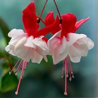Egrow 10 Pcs Fuchsia Lanterns Graines De Fleurs Jardin Balcon Begonia Bell Pot Graines De Fleurs