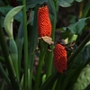Egrow 10 pcs Garden Fruit Graines Rouge Fruit Ma s Graines Bonsa Plantation
