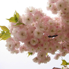 Egrow 10 Pcs Japonais Sakura Graines Rose Plantes Cherry Blossoms Fleur Bonsa En Pot Sakura Arbre