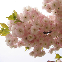 Egrow 10 Pcs Japonais Sakura Graines Rose Plantes Cherry Blossoms Fleur Bonsa En Pot Sakura Arbre